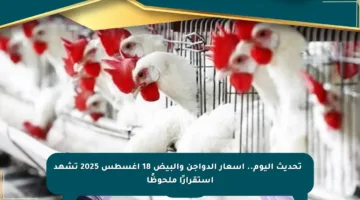 🔴 تحديث اليوم.. أسعار الدواجن والبيض 18 أغسطس 2025 تشهد استقرارًا ملحوظًا